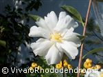 Autoumn White